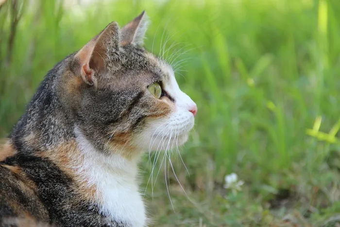 猫，动物，家猫，动物世界，阿迪达斯