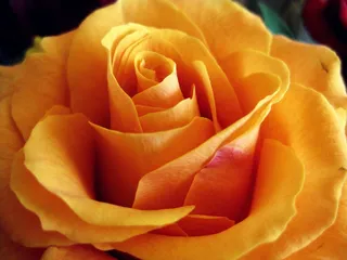 玫瑰，花，自然