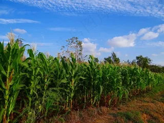 玉米，作物，玉米，耕种，农业，农场