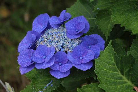 束鲜花，大自然，花瓣，春天的花朵