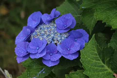 束鲜花，大自然，花瓣，春天的花朵