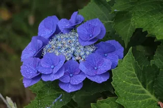 束鲜花，大自然，花瓣，春天的花朵