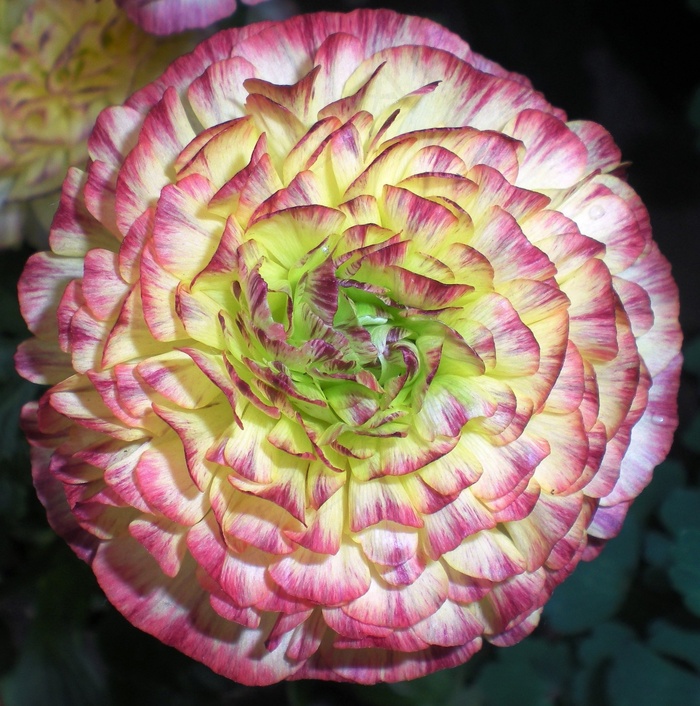 花，花瓣，自然