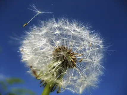 蒲公英,薄公英,蒲公英图片,天空,树,蒲公英与种子在蓝蓝的天空中的替换镜头 蒲公英,薄公英,蒲公英图片,天空,树,蒲公英与种子在蓝蓝的天空中的替换镜头
