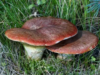 野生，蘑菇，秋季，季节，特写，群集