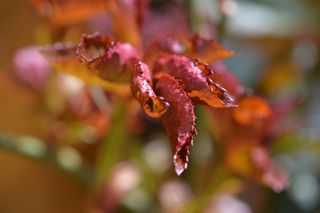 植物，玫瑰，叶子，花，玫瑰家庭，花园