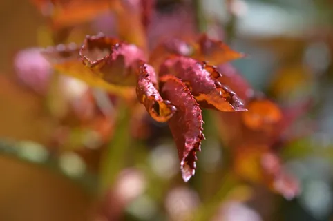 植物,玫瑰,叶子,花,玫瑰家庭,花园 植物,玫瑰,叶子,花,玫瑰家庭,花园
