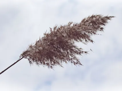 芦苇,云,天空,景观,自然,湖泊,蓝色 芦苇,云,天空,景观,自然,湖泊,蓝色