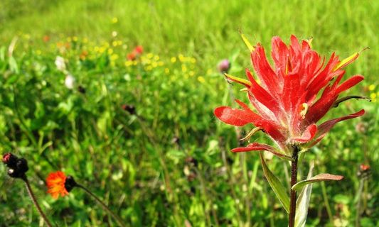 印度画笔，Castilleja Miniata，鲜花，盛开