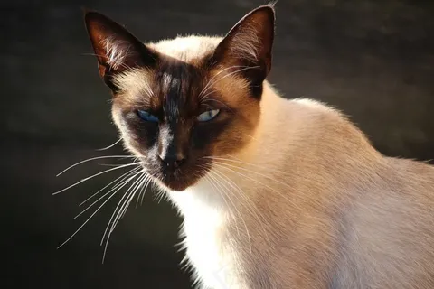 猫,宿醉,暹罗猫,Mieze,品种猫 猫,宿醉,暹罗猫,Mieze,品种猫