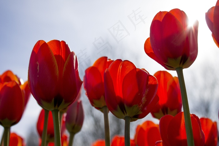 郁金香，春天，荷兰，郁金香领域，花