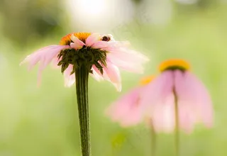 花，草地，夏天，自然，草，春天，开花