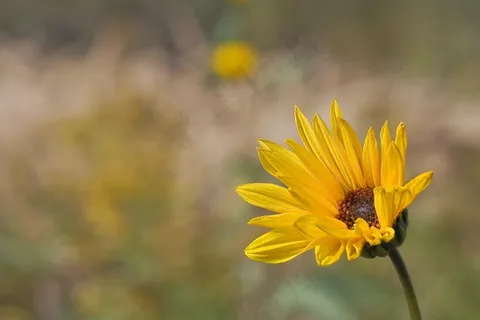 花,宏观,自然 花,宏观,自然