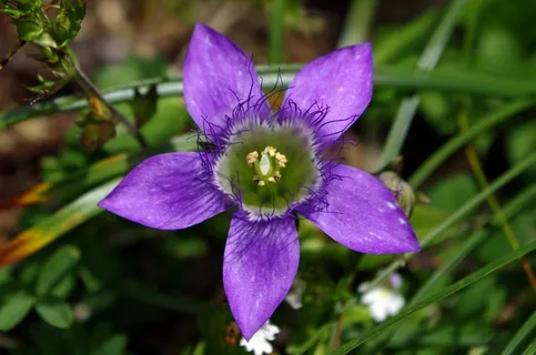 Gentian，德国人Fransenenzian，Gentianella Germanica