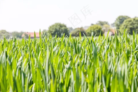 谷类，粮食，农业，牧场，草地，夏天