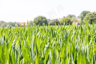 谷类，粮食，农业，牧场，草地，夏天