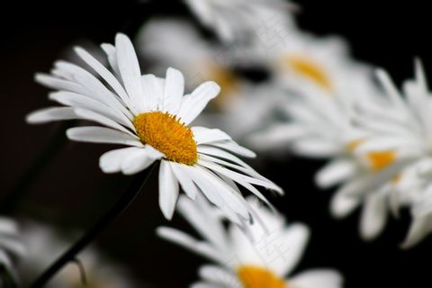 大自然，洋甘菊，黑色，白色，黄色，夏季花卉