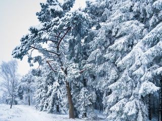 Schnee auf KIefern，Schwedenschanze，Teutoburger Wald-雪覆盖的松树