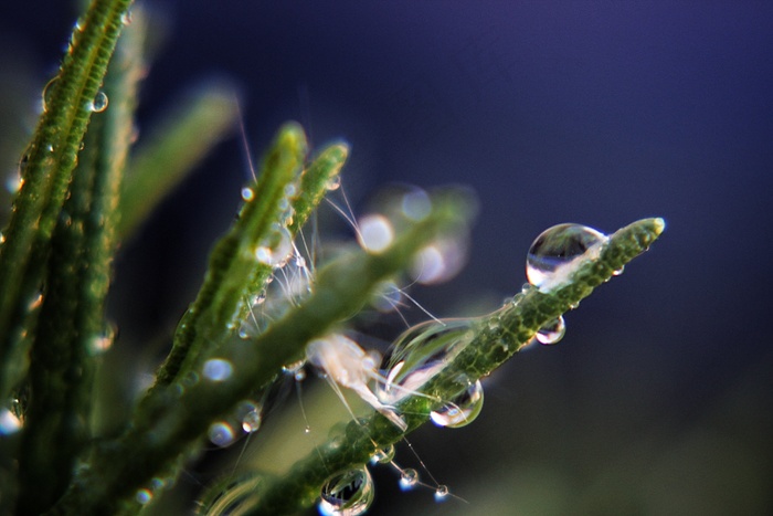 滴，水，植物，一滴水，湿，植物，叶