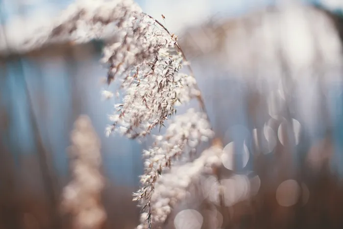 夏天，植物，水，蓝色，模糊