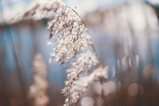 夏天，植物，水，蓝色，模糊
