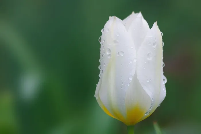 郁金香，百合家庭，大自然，花，Schnittblume