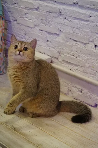 英国短毛猫，猫，宠物，动物，猫科动物