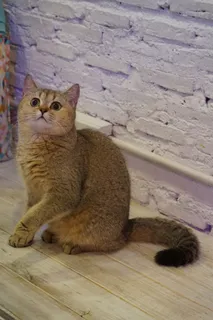 英国短毛猫,猫,宠物,动物,猫科动物 英国短毛猫,猫,宠物,动物,猫科动物
