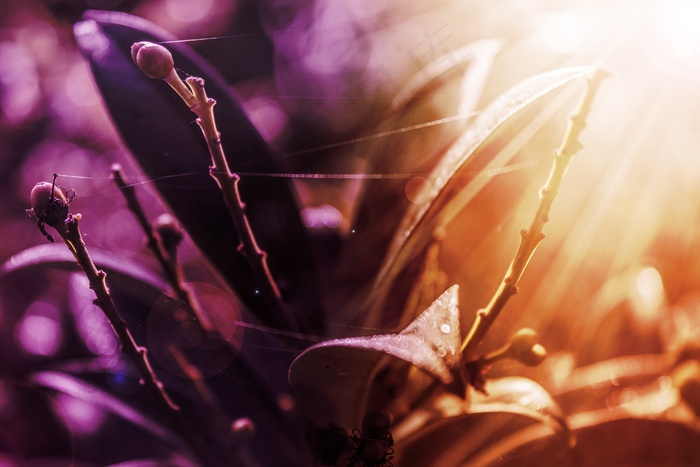 性质，颜色，植物，早晨，太阳，关闭，叶子