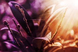 性质，颜色，植物，早晨，太阳，关闭，叶子