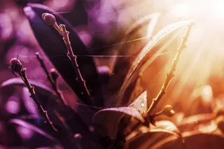 性质，颜色，植物，早晨，太阳，关闭，叶子