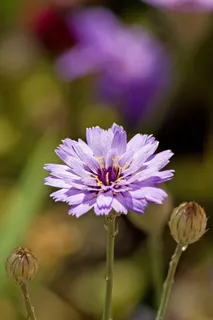 紫色,花,自然,花瓣,特写,花的,植物群 紫色,花,自然,花瓣,特写,花的,植物群