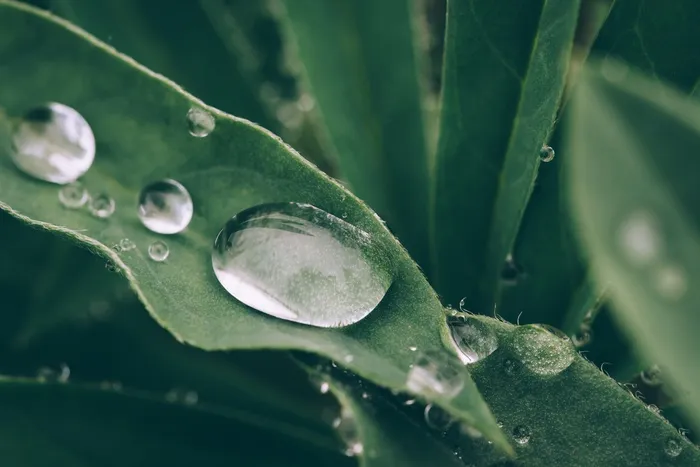 湿，植物，水滴，水，绿色，性质，春天