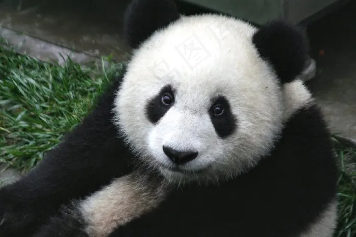 熊猫，幼仔，野生动物，动物园，可爱，中国，哺乳动物，自然