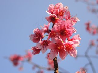 樱花，花，粉红色