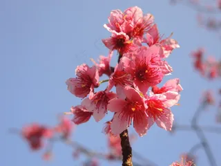 樱花，花，粉红色