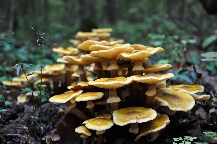 蘑菇，森林，秋季，小方蘑菇