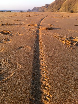 海滩，跟踪，沧海，沙，海岸，滨，径，海滨