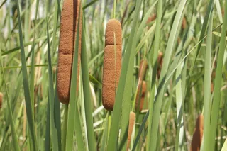 芦苇，草，植物，自然