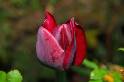郁金香,开花,红色,关闭,花园,饰品 郁金香,开花,红色,关闭,花园,饰品