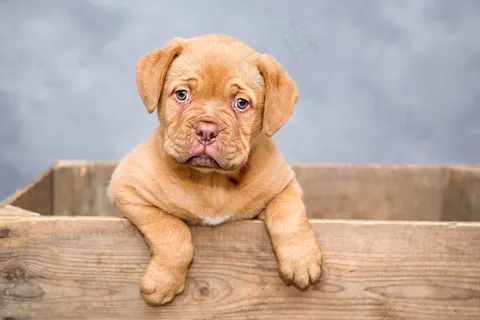 Dogue De Bordeaux，小狗，狗，甜，可爱