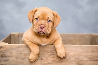 Dogue De Bordeaux，小狗，狗，甜，可爱