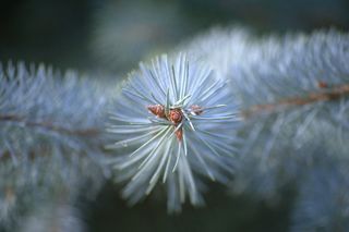 常绿的树，针，常绿的树，分支