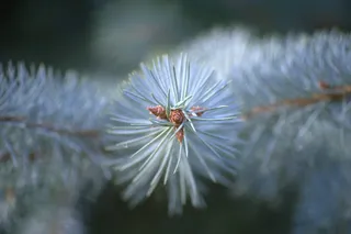 常绿的树，针，常绿的树，分支