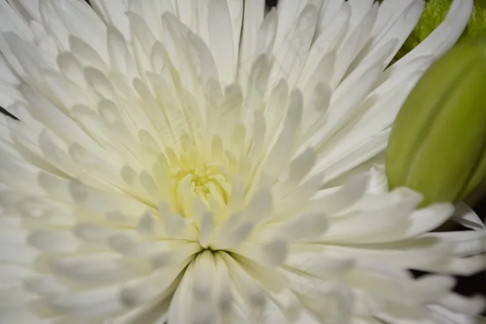 野花，花，菊花，花的，植物