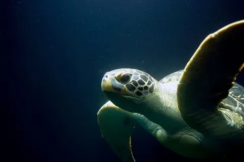 海龟,乌龟,Meeresbewohner,海洋生物 海龟,乌龟,Meeresbewohner,海洋生物