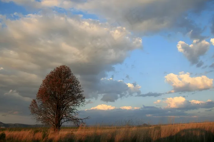 树，草原，草，黄O，天空，白云
