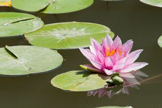 睡莲，湖，莲花，花，池塘，自然，美
