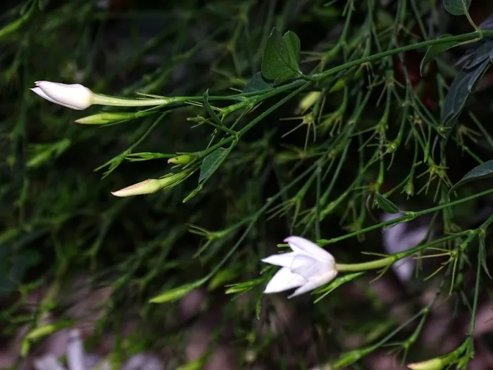 茉莉花，花，植物，花园，白色，性质，芽