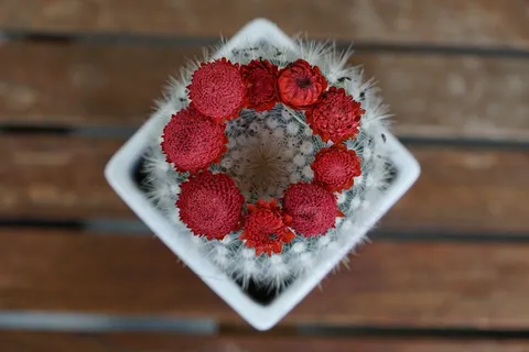 仙人掌，肉质植物，植物，红色，蓬勃发展